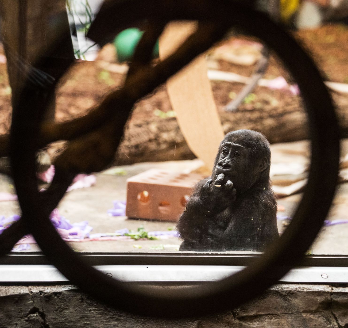 Baby gorilla debuts at Henry Doorly Zoo